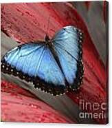 Blue Morpho 2 Canvas Print