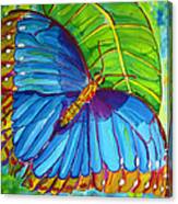 Blue Morpho Butterfly On Zebra Canvas Print