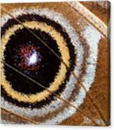 Blue Morpho Butterfly Underwing Eye-spot Canvas Print