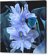 Blue Moth And Hyacinth Canvas Print