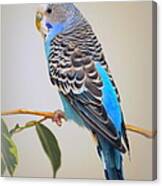 Blue Parakeet Canvas Print