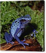 Blue Poison Dart Frog Canvas Print