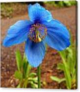 Blue Poppy Canvas Print