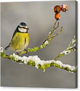 Blue Tit Perched On Snowy Branch With Canvas Print