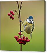 Blue Tit With Hawthorn Berries Canvas Print