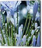 Blue Water Drops -3 Canvas Print