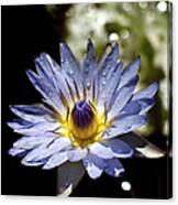 Waterlily After The Rain ... Canvas Print