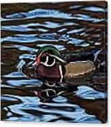 Blue Waters Duck Canvas Print