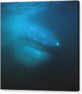 Blue Whale Filter Feeding Sea Of Cortez Canvas Print