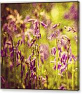 Bluebell In The Woods Canvas Print