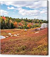 Blueberries Are Good For You Canvas Print