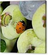 Blueberry Ladybug Canvas Print