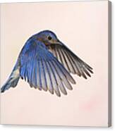 Bluebird Dad Canvas Print