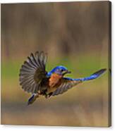 Bluebird In Flight Canvas Print