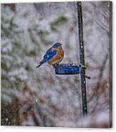 Bluebird In Snow Canvas Print