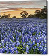 Bluebonnet Panorama From San Saba County At Sunset Canvas Print