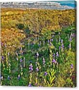 Bluebonnets And Creosote Bushes In Big Bend National Park-texas Canvas Print