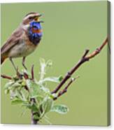 Bluethroat, Singing On His Territory Canvas Print