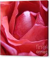 Blushing Pink Rose Canvas Print