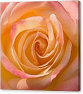 Blushing Rose Canvas Print