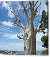 Boab Tree - Perth- Western Australia Canvas Print