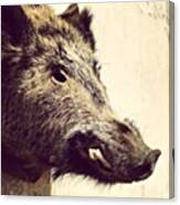 Boar! Canvas Print