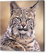 Bobcat Cub Portrait Montana Wildlife Canvas Print