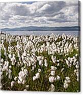 Bog Cotton On Binevenagh Canvas Print