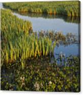 Bogbean And Yellow Iris Flowering Canvas Print