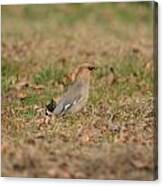 Bohemian Waxwing Canvas Print