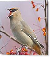 Bohemian Waxwing Canvas Print