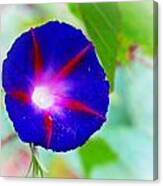 Bold Morning Glory Canvas Print