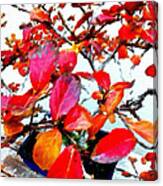 Bonsai Tree With Red Leaves Canvas Print