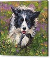 Border Collie Canvas Print