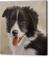 Border Collie Pup Portrait Iv Canvas Print