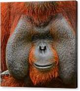 Bornean Orangutan Canvas Print
