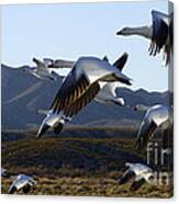 Bosque Del Apache Snow Geese In Flight Canvas Print