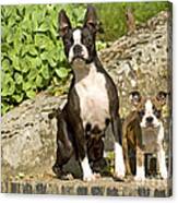 Boston Terrier And Puppy Canvas Print