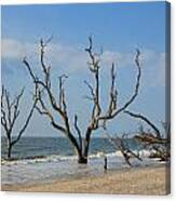 Botany Beach Canvas Print