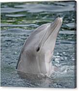 Bottlenose Dolphin Group Underwater Canvas Print