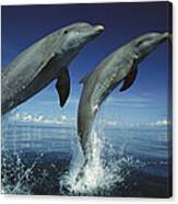 Bottlenose Dolphin Pair Leaping Honduras Canvas Print