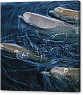 Bottlenose Whales Surfacing Nova Scotia Canvas Print