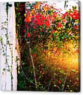 Bougainvilla Canvas Print