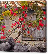 Bougainvillea Canvas Print