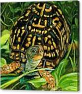 Box Turtle Canvas Print