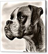 Boxer Profile Canvas Print