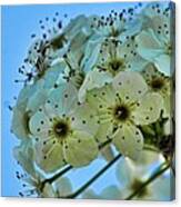 Bradford Pear I Canvas Print