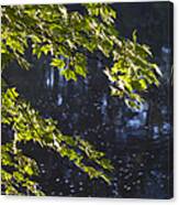 Branches Canvas Print