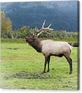 Bugling Elk Canvas Print