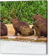Brazil Capybaras (hydrochoerus Canvas Print
